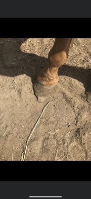 A Touch of Majic equestrian Center