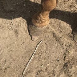 A Touch of Majic equestrian Center - Brooklyn again, though Ryan lives on property and is a farrier did not trim his own horse.