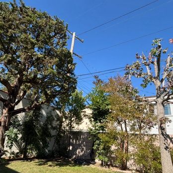 Pineda's Tree Care - After - Tree Services Near Me Pineda's Tree Care - After - Tree Services Near Me