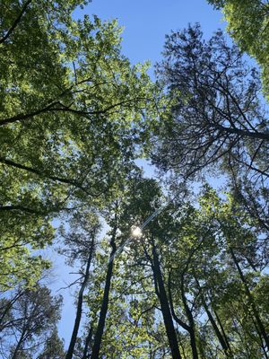 Carolina Raptor Center by null