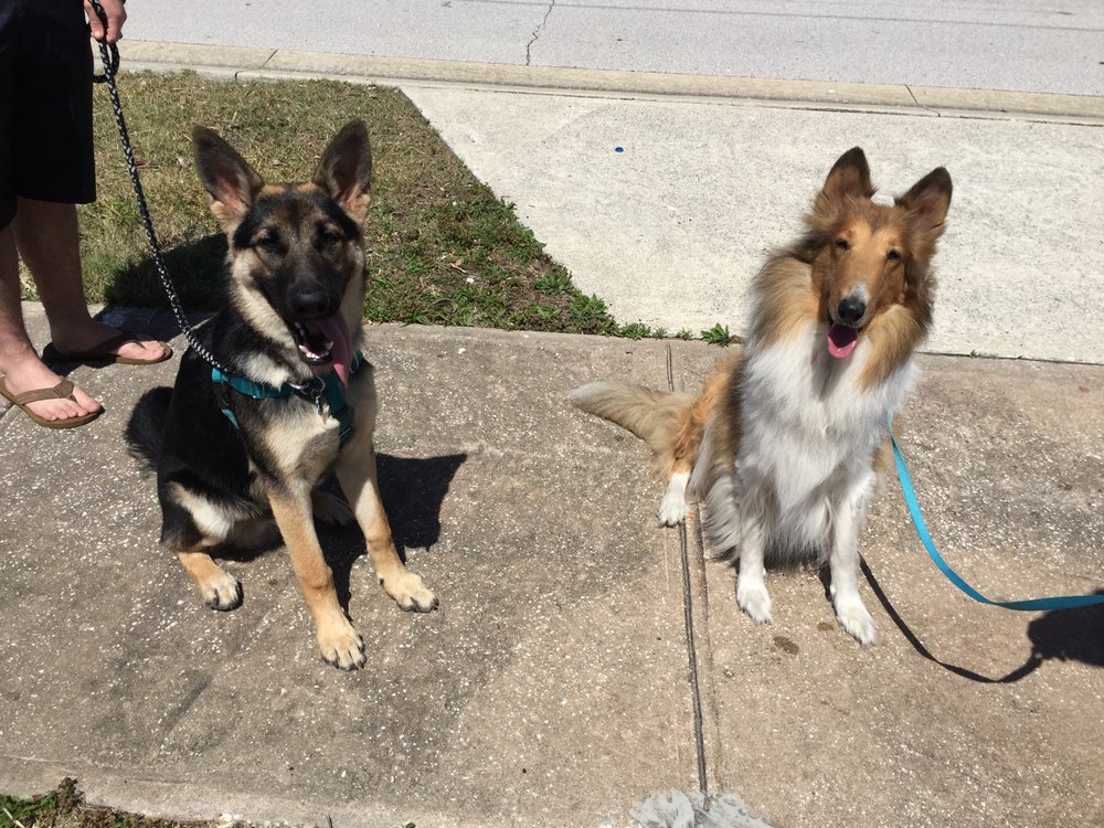 PETSETC Bunnell, Florida Pet Training Phone Number Yelp