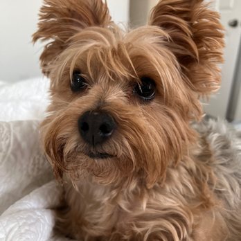 Barking Spot - You can clearly see she did not get a haircut - Pet Stores Near Me - Chula Vista, California Barking Spot - You can clearly see she did not get a haircut - Pet Stores Near Me - Chula Vista, California