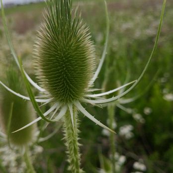 Flat Fork Creek Park - What is this? - Hiking Near Me - Fortville, Indiana