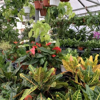 Green Thumb Nursery - indoor plants - Nurseries & Gardening Near Me - Santa Clarita, California Green Thumb Nursery - indoor plants - Nurseries & Gardening Near Me - Santa Clarita, California