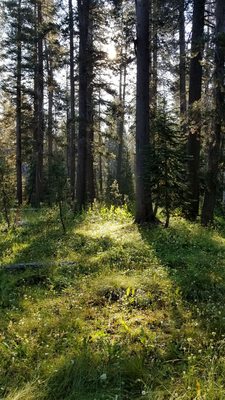 White Wolf Campground by null