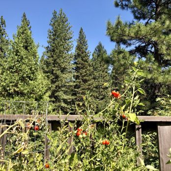 Casey's Place - tomatoes growing on the vine - American Near Me - Alleghany, California