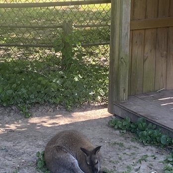 Scovill Children's Zoo - Wallaby - Zoos Near Me - Decatur, Illinois Scovill Children's Zoo - Wallaby - Zoos Near Me - Decatur, Illinois
