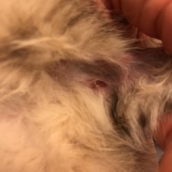 404 veterinary hospital