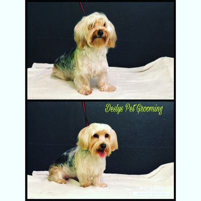 DESLY'S PET GROOMING by null