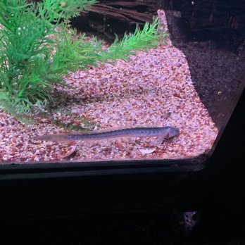 Aquarium Adventure - Aquarium Services Near Me - Hoffman Estates, Illinois