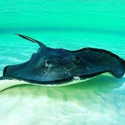 Bristol Aquarium - From Website