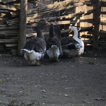 The Village At Black Creek - Toulouse Geese - Museums Near Me - Downsview, Ontario