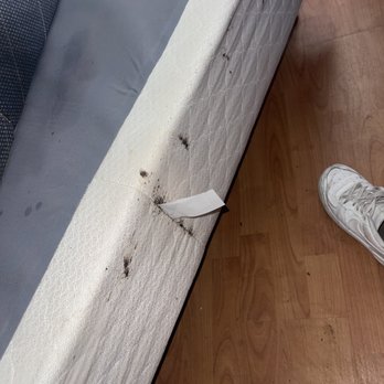 Nex Critter Control - Bed Bugs - Pest Control Near Me Nex Critter Control - Bed Bugs - Pest Control Near Me