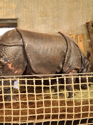 Hellabrunn Zoo by null