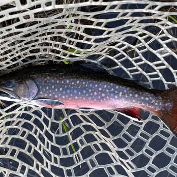 Fishwest Fly Shop - Brook trout! - Hunting & Fishing Supplies Near Me - Kamas, Utah Fishwest Fly Shop - Brook trout! - Hunting & Fishing Supplies Near Me - Kamas, Utah