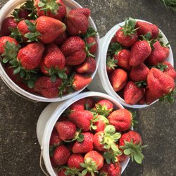 Saefamily Farm - Strawberries