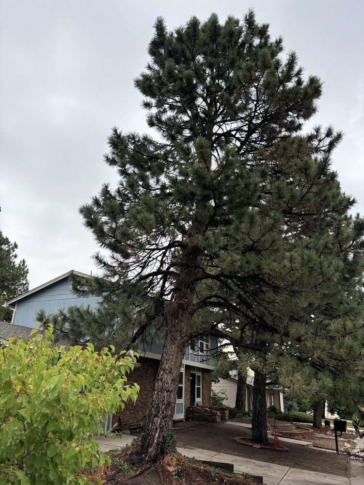 J & J Tree Care - tree service in Denver, CO