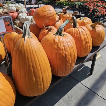 Armstrong Garden Centers - Halloween Goodies - Nurseries & Gardening Near Me - Long Beach, California