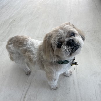 Pawsitively Primped - Our baby "Mackie" - Pet Groomers Near Me - Lafayette, California Pawsitively Primped - Our baby "Mackie" - Pet Groomers Near Me - Lafayette, California
