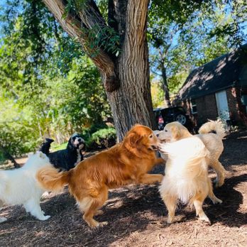 Zoomies Canine Club - Pet Sitting Near Me Zoomies Canine Club - Pet Sitting Near Me