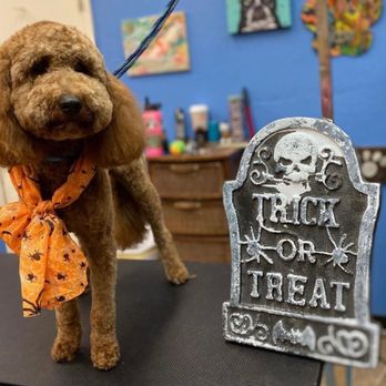 C&J Grooming - Pet Groomers Near Me - Phoenix, Arizona