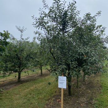 Baumschule Abel - Sauerkirschen - Landscaping Near Me - Möhnesee, NW