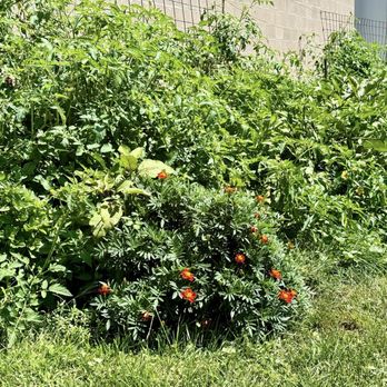 Swiftwater Brewery - Garden on the side of the brewery! - New American Near Me - Rochester, New York