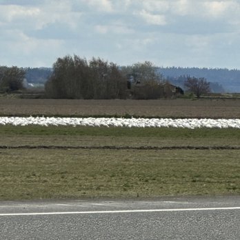 Snow Goose Produce - Snow geese - Fruits & Veggies Near Me - Mount Vernon, Washington Snow Goose Produce - Snow geese - Fruits & Veggies Near Me - Mount Vernon, Washington