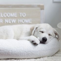 Friends of Orange County's Homeless Pets