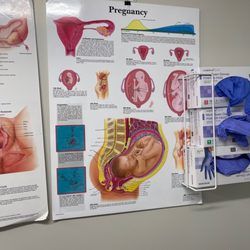 Progressive Ob/gyn Medical Group - Pregnancy by week