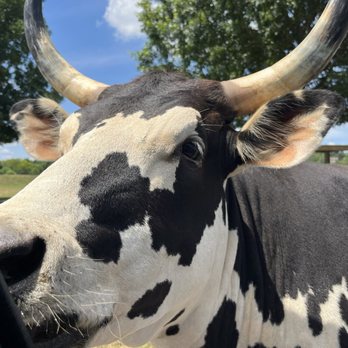 Nova Wild - A cow with black and white markings and large horns is shown outdoors, with trees and a blue sky in the background. - Petting Zoos Near Me - Vienna, Virginia