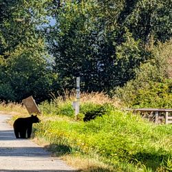 Traboulay Poco Trail