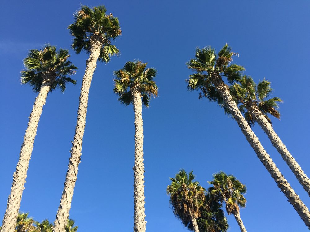 Tree Service San Diego - tree service in San Diego, CA