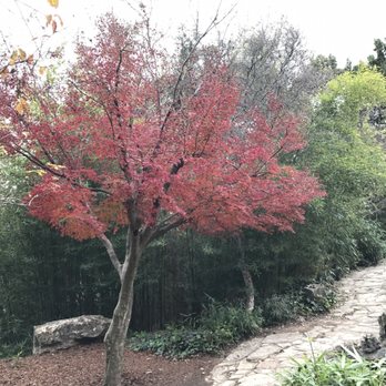 Zilker Botanical Gardens - Winter 2016 - Botanical Gardens Near Me - Austin, Texas Zilker Botanical Gardens - Winter 2016 - Botanical Gardens Near Me - Austin, Texas
