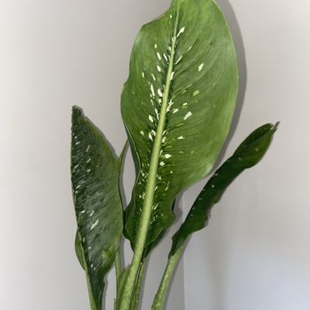 Leaf EnLight - Dieffenbachia Crocodile - Nurseries & Gardening Near Me - Pomona, California