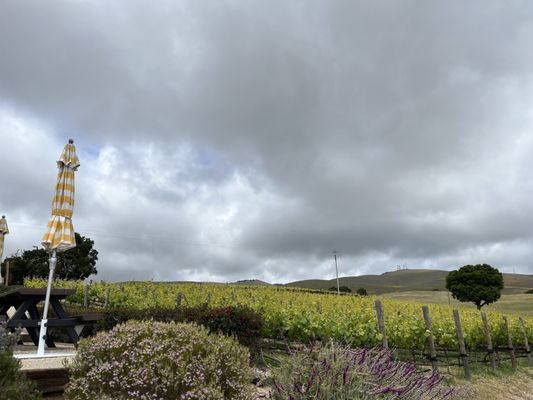 Laetitia Vineyard & Winery by null