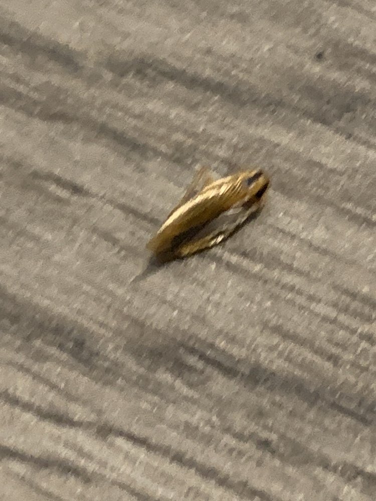 ROCHELLE ROCHELLE APARTMENTS Updated June 2024 27 Photos 4265 S