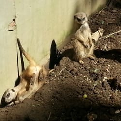 Park Rose birds of prey centre and animal park - Playtime after feeding