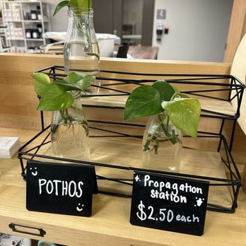 Ferris Coffee & Nut - Plants for sale - Coffee & Tea Near Me - Grand Rapids, Michigan