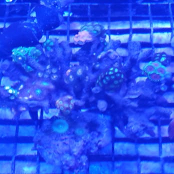 Reef-Licious - Corral - Pet Stores Near Me - Albuquerque, New Mexico