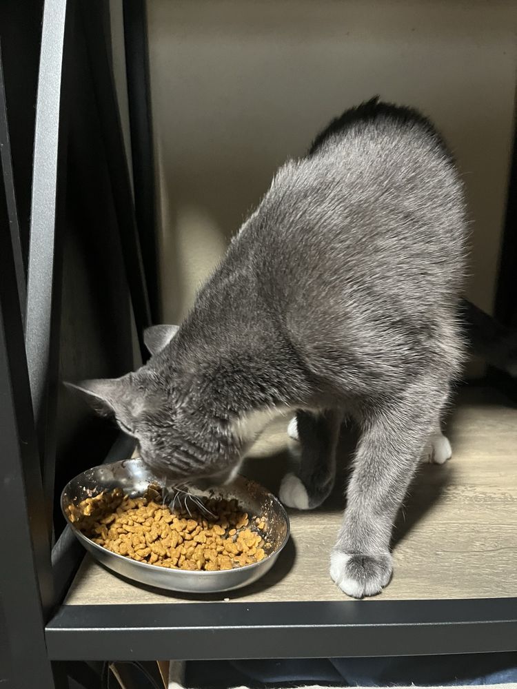 Spay N Save - social services organization in Longwood, FL