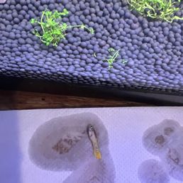 I just bought 2 guppies at 6pm and 3 hours later 1 guppie die, orther guppie look very weak dont buy fish from this store!!!