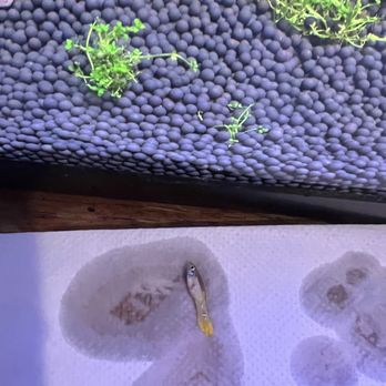 PetSmart Dog Training - I just bought 2 guppies at 6pm and 3 hours later 1 guppie die, orther guppie look very weak dont buy fish from this store!!! - Pet Training Near Me - Burien, Washington