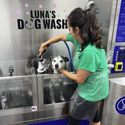 11 year old senior dog, it was so easy! 11 year old senior dog, it was so easy!