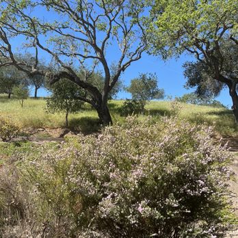 Zaca Mesa Winery - Wineries Near Me - Los Olivos, California