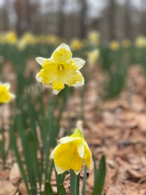 Garvan Woodland Gardens by null