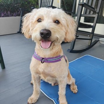 Buku Bark - Pet Groomers Near Me