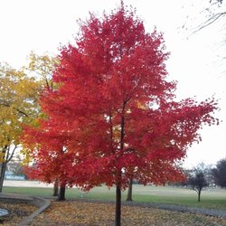 Samuel Nelkin County Park - Fall of 2016. Except for the geese a great place to walk for exercise.