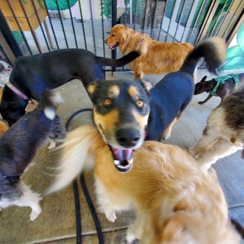 Yo Dog Walker - Dog Walkers Near Me Yo Dog Walker - Dog Walkers Near Me