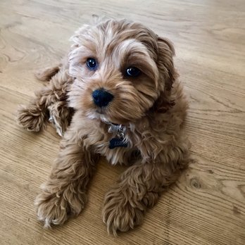 Tropico Kennels - Lulu DOB 8-18-16 Ally and Cody are her parents. - Pet Breeders Near Me - Redondo Beach , California Tropico Kennels - Lulu DOB 8-18-16 Ally and Cody are her parents. - Pet Breeders Near Me - Redondo Beach , California